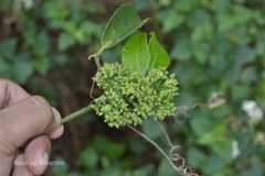 Tetrastigma lanceolarium